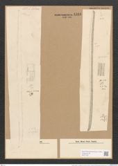 Nitzschia insignis var. notabilis Grun. (de-Toni-Nr.: Genus 47, Species 2074) Zeichnungen Sammlung Grunow Nr. 4101 (NHMW-BOT-W0371957)